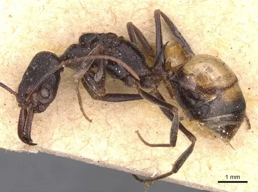 Odontomachus ruficeps - CASENT0907443