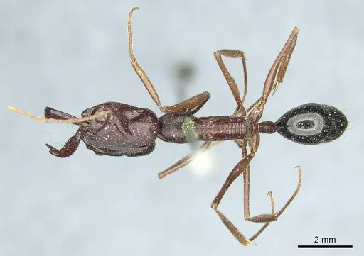 Odontomachus ruficeps - CASENT0915900