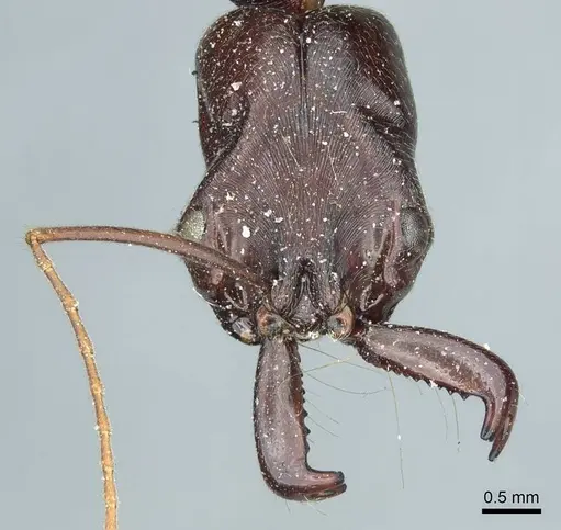 Odontomachus ruficeps - CASENT0915900