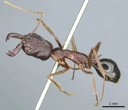 Odontomachus ruficeps - CASENT0915900