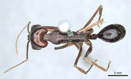 Odontomachus ruficeps - CASENT0915901