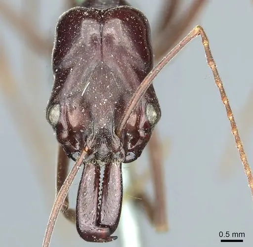 Odontomachus ruficeps - CASENT0915901