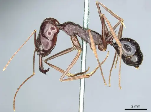 Odontomachus ruficeps - CASENT0915901