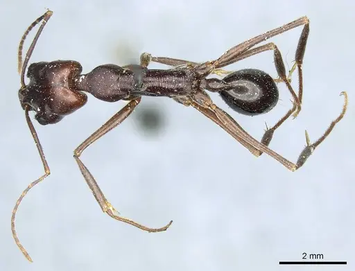 Odontomachus ruficeps - CASENT0915902