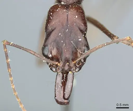 Odontomachus ruficeps - CASENT0915902