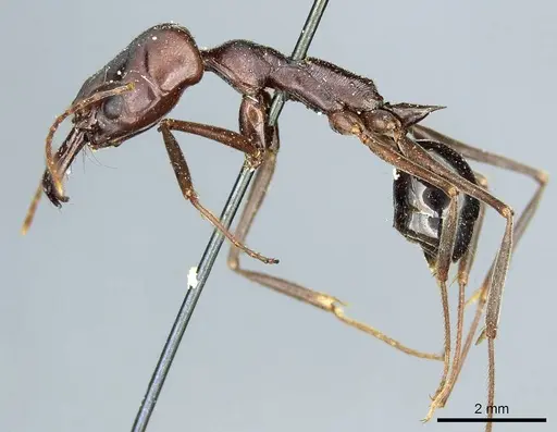 Odontomachus ruficeps - CASENT0915902