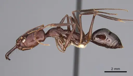 Odontomachus ruficeps - CASENT0923415
