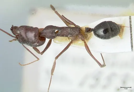 Odontomachus ruficeps - FOCOL1070