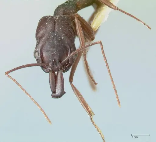 Odontomachus ruficeps - FOCOL1070