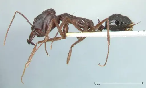 Odontomachus ruficeps - FOCOL1070