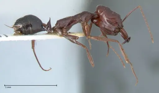 Odontomachus ruficeps - FOCOL1070