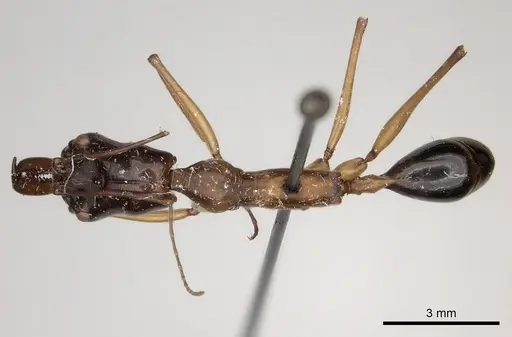 Odontomachus rufithorax specimen