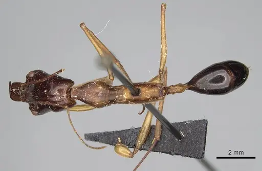 Odontomachus rufithorax specimen