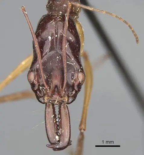 Odontomachus rufithorax - CASENT0217545