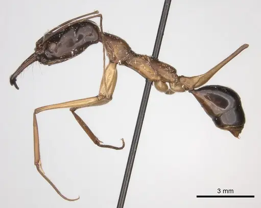 Odontomachus rufithorax - CASENT0217545