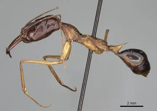 Odontomachus rufithorax - CASENT0217545