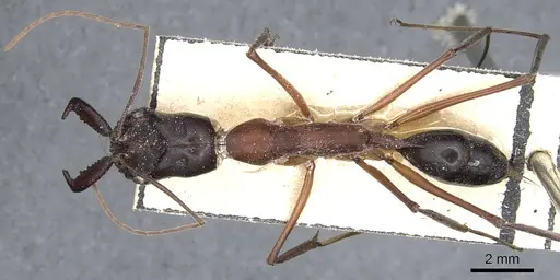 Odontomachus rufithorax - CASENT0903997