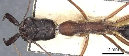 Odontomachus rufithorax - CASENT0903997