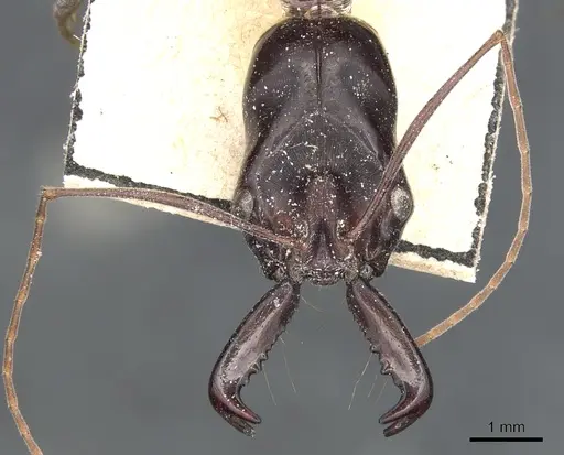 Odontomachus rufithorax - CASENT0903997