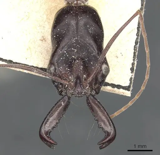 Odontomachus rufithorax - CASENT0903997