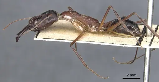 Odontomachus rufithorax - CASENT0903997