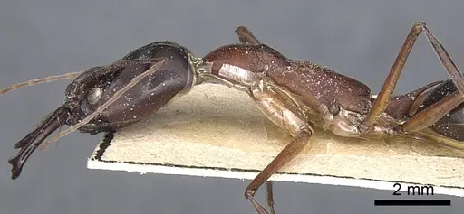 Odontomachus rufithorax - CASENT0903997