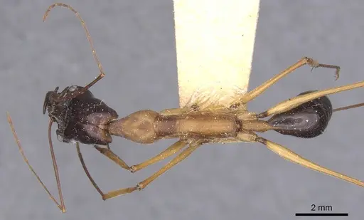 Odontomachus rufithorax - CASENT0915245