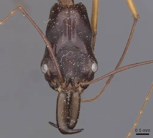 Odontomachus rufithorax - CASENT0915245