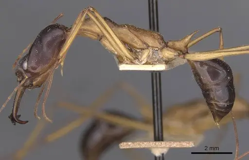 Odontomachus rufithorax - CASENT0915245