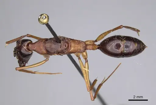 Odontomachus rufithorax - CASENT0923416