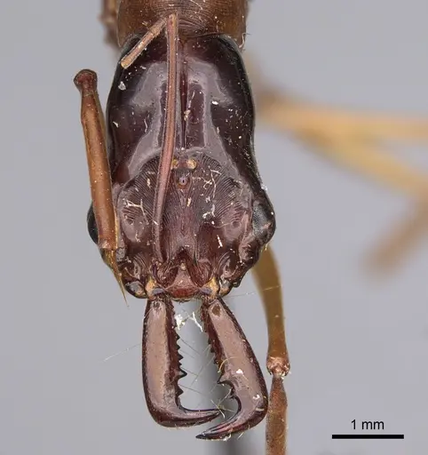 Odontomachus rufithorax - CASENT0923416