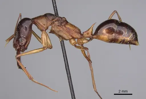 Odontomachus rufithorax - CASENT0923416