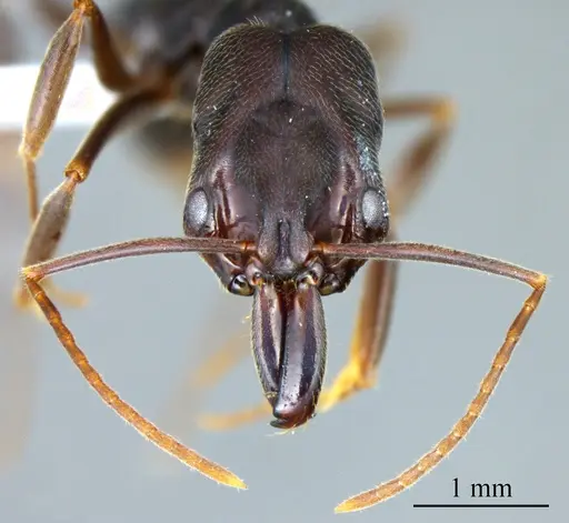 Odontomachus ruginodis specimen