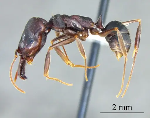 Odontomachus ruginodis specimen