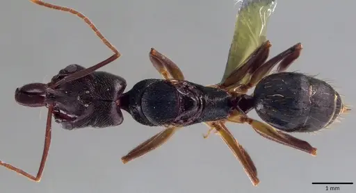 Odontomachus ruginodis - ANTWEB1041820