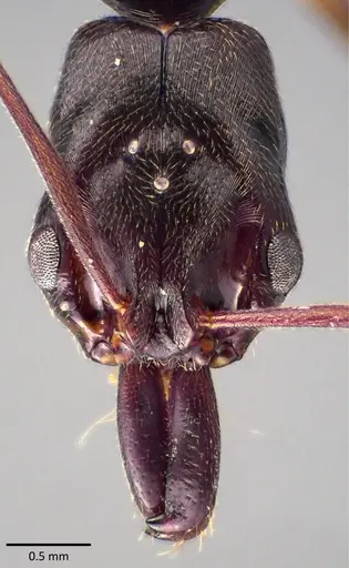 Odontomachus ruginodis - ANTWEB1041820