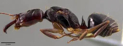 Odontomachus ruginodis - ANTWEB1041820