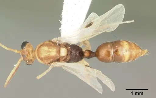 Odontomachus ruginodis - CASENT0104177