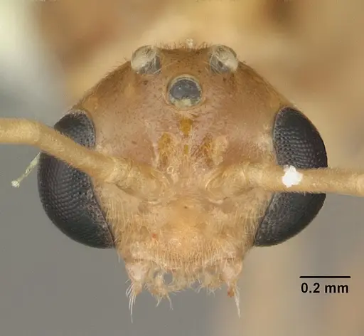 Odontomachus ruginodis - CASENT0104177