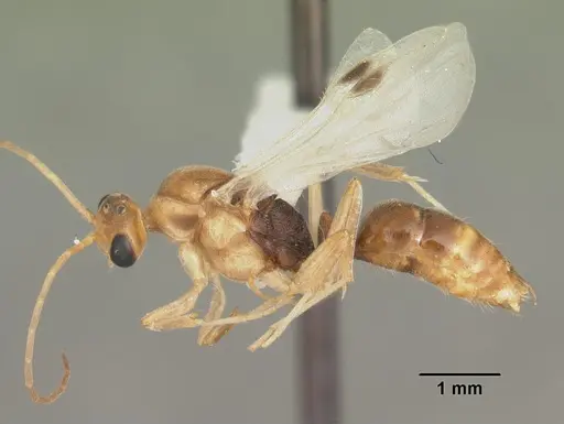 Odontomachus ruginodis - CASENT0104177