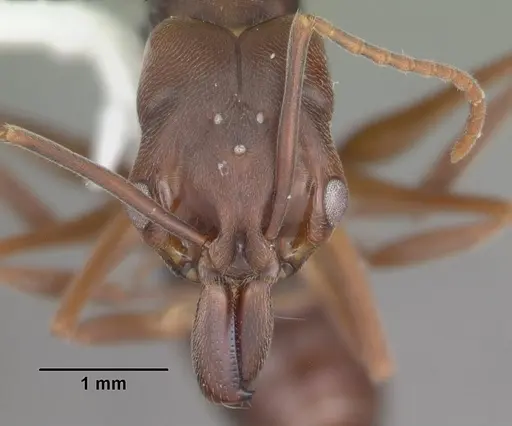 Odontomachus ruginodis - CASENT0104179