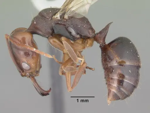 Odontomachus ruginodis - CASENT0104179