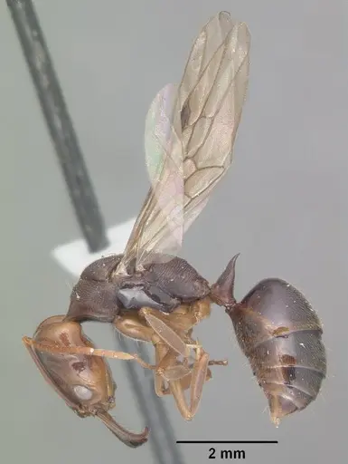 Odontomachus ruginodis - CASENT0104179