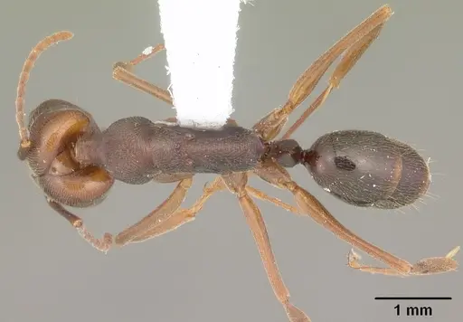 Odontomachus ruginodis - CASENT0104183