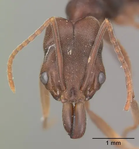 Odontomachus ruginodis - CASENT0104183