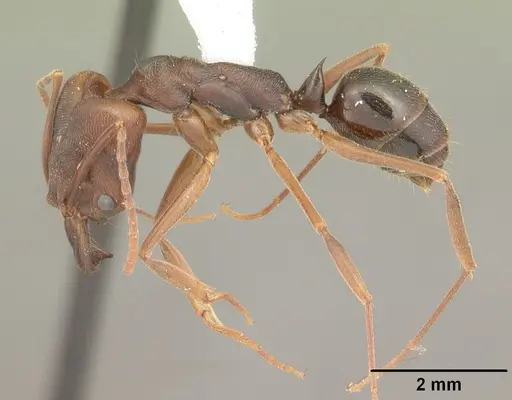 Odontomachus ruginodis - CASENT0104183