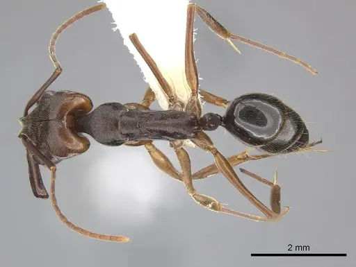 Odontomachus ruginodis - CASENT0270611