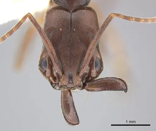 Odontomachus ruginodis - CASENT0270611