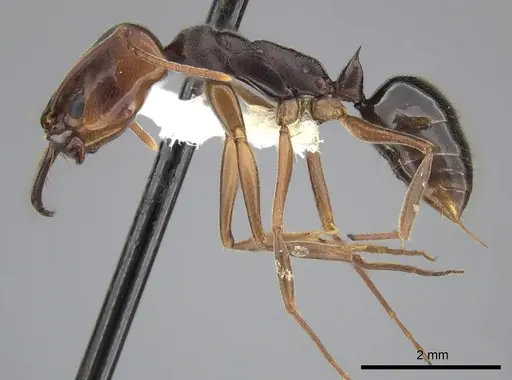 Odontomachus ruginodis - CASENT0270611