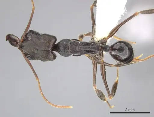 Odontomachus ruginodis - CASENT0270612